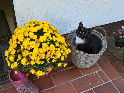 Bild 13 aus  Tommis Landhof