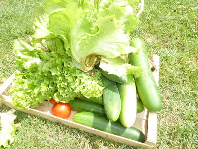 ein Tagesenrnte aus dem Bio-Gemusegarten