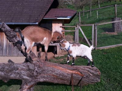 Bild 7 aus  Maierhof