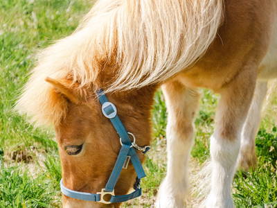 Bild 15 aus  Ferienhof Conrath