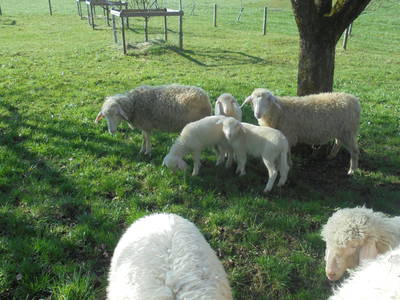 Bild 12 aus  Georgenhof