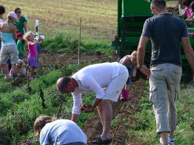Bild 8 aus  Rhöner Haflingerhof