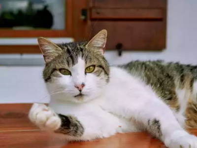 Bild 17 aus  Wiesenhäusl