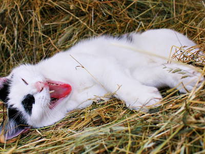 Bild 27 aus  Sonnenlandhof