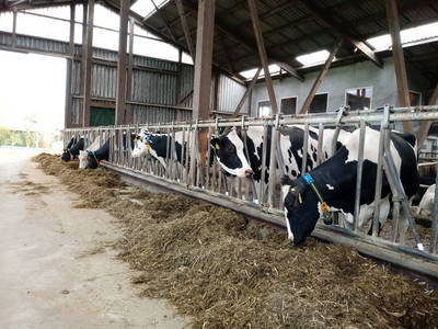 Bild 6 aus  Eschenhof