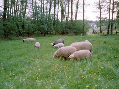 unsere Schwarzköpfe