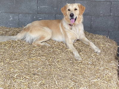 Bild 20 aus  Schwalbenhof