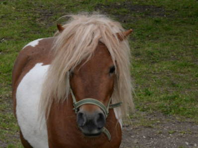 Bild 17 aus  Wastelbauerhof in Bernau am Chiemsee