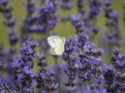 Bild 9 aus  Ferienhof Buchberger
