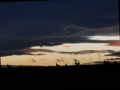 Vögel überall - sie brauchen eine Zwischenlandung zur Erholung
