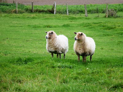 Unsere beiden Schafe Wendy und Lillifee