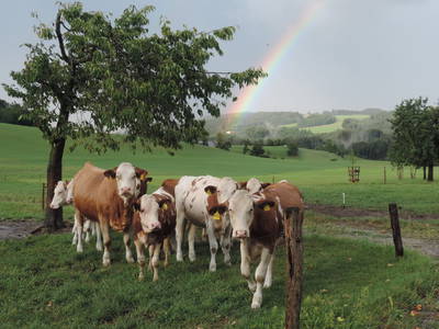 Bild 36 aus  Auf'm Reifnhof: Ihr Kreativhof am Simssee im Chiemgau