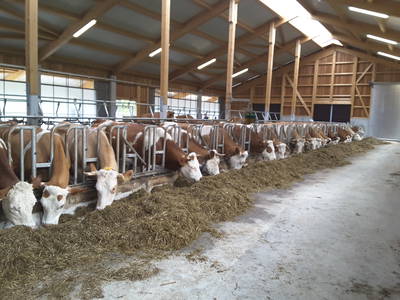 Bild 19 aus  Unterulpointhof