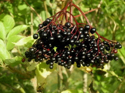 Holunderdolde im September