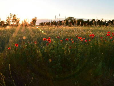 Bild 5 aus  Ferienhof Höffler/im Sternenpark Westhavelland