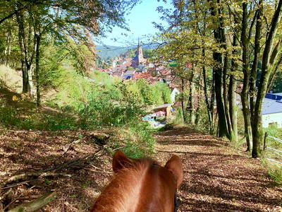 Bild 24 aus  Reiterhof Obere Mühle