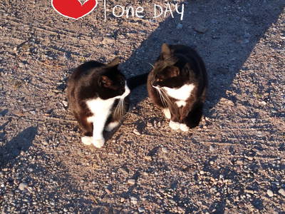 Bild 23 aus  Ostseeferienhof Tralau