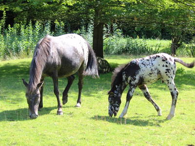 Gretel mit Fohlen Bosse, geb. April 2017