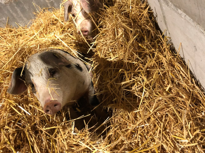 Bild 10 aus  Biolandhof-von Agris