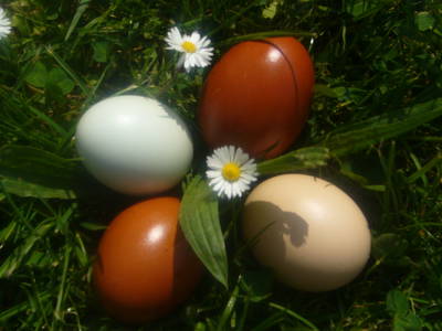 Bild 39 aus  Allgäu Bergferienhof