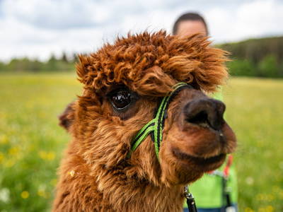 Bild 5 aus  Hubertushof Eifel - Ferienhof