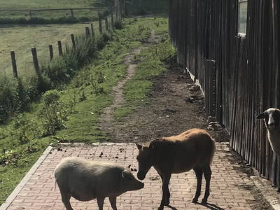 Bild 41 aus  Weidererhof