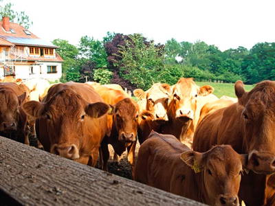 Bild 14 aus  Gripshof