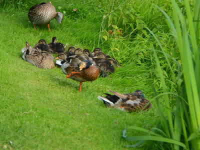 Bild 36 aus  Ostseeferienhof Tralau