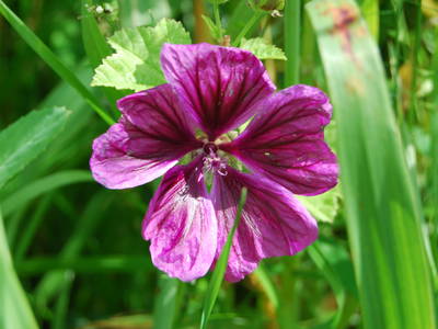 Bild 26 aus  Lindenhof