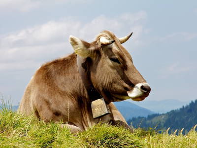 Bild 7 aus  Am Holderbusch