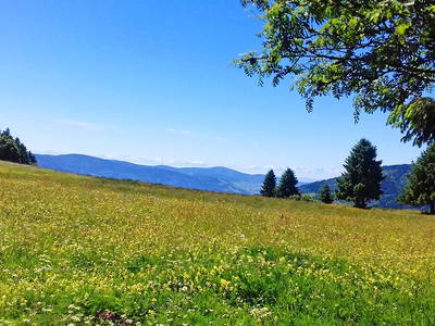 Bild 39 aus  Willkommen bei Familie Gutmann  auf dem Itzenwaldhof