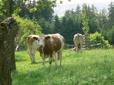Bild 89 aus  Allgäu Bergferienhof