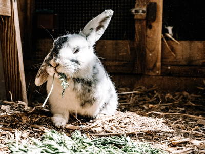 Bild 20 aus  Erlebnishof Mültner