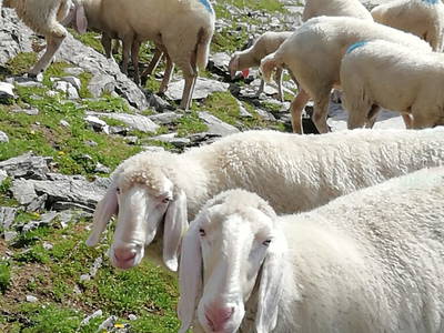 Bild 12 aus  Oberhöherhof