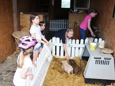 Viel Stroh lädt die Schweinchen zum wühlen und toben in ihrem Pirk ein