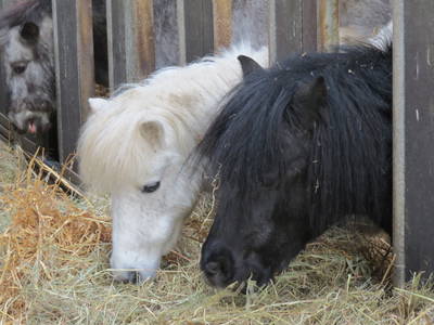 Bild 10 aus  Reiterhof Tramm