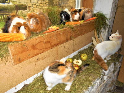 Bild 22 aus  Ferienbauernhof    "Pension Landhof "