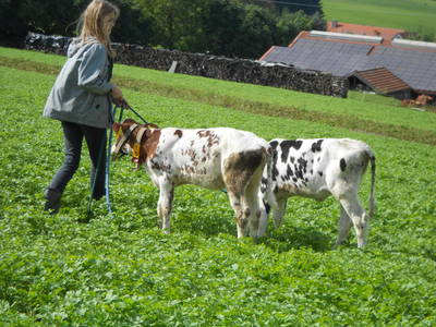 Bild 6 aus  Ferienhof Weichlein