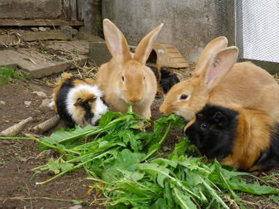 Bild 13 aus  Stalterhof