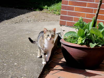 Bild 28 aus  Bauernhofurlaub auf Larbigs Art