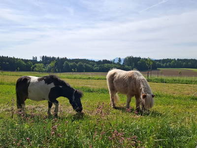 Bild 22 aus  Mojer Hof