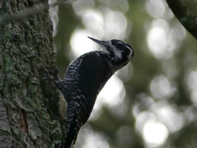 Bild 32 aus  Arber Lofts