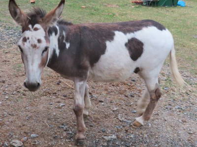 Bild 7 aus  Naurather Ferienhof