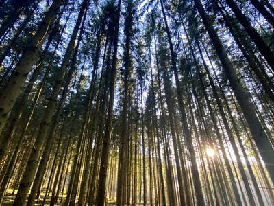 Bild 18 aus  Reiterhof Obere Mühle