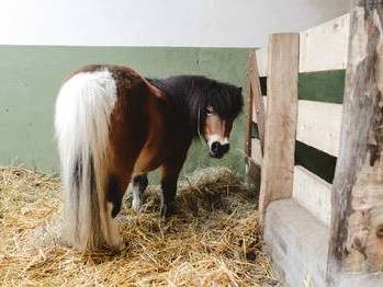 Bild 7 aus  Gut Royum