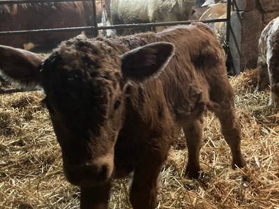 Bild 48 aus  Bauernhofpension Bals