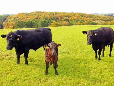 Bild 17 aus  Schmiedshof