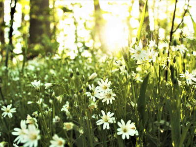 Bild 13 aus  Ferienhof  Schwien