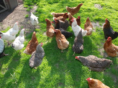 Die bunte Hühnerherde ...