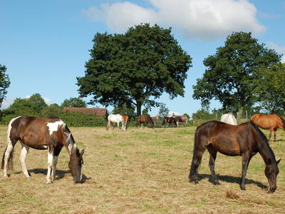 Bild 20 aus  Ferienhof Thomsen